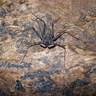 Guabá (Tailless Whipscorpion)