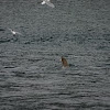 Steller Sea Lion
