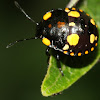 Green Shield bug (nymph)
