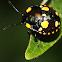 Green Shield bug (nymph)