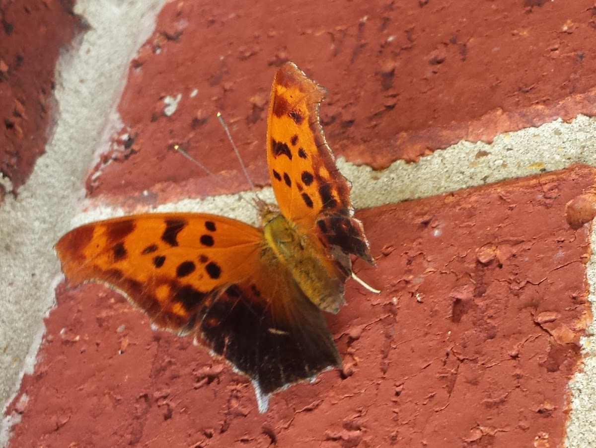 Question Mark Butterfly