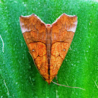 Cotton Looper, Tropical Anomis or White-pupiled Scallop Moth