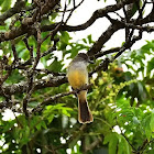 Maria-cavaleira (Short-crested flycatcher)