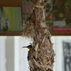 Yellow-bellied Sunbird