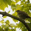 Red-winged blackbird