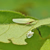 Ambush bug nymph (stalking grass sharpshooter)