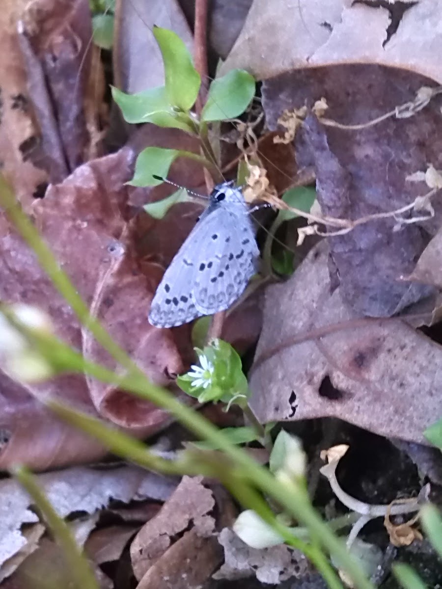Saepiolus Blue Butterfly