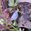 Saepiolus Blue Butterfly