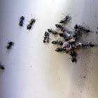 Black Valentine Ants
