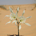 Desert Pancratium