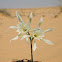 Desert Pancratium