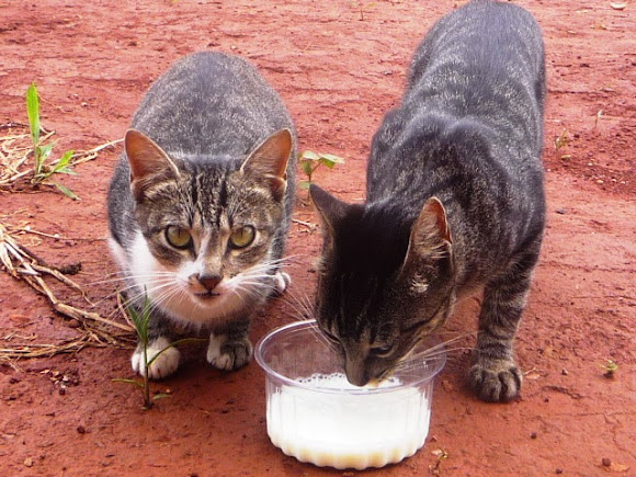 Felis silvestris catus. Gato Project Noah