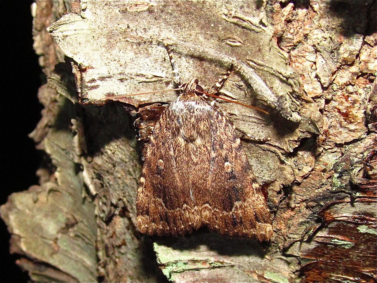 Copper Underwing Project Noah