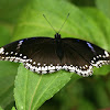 The Great Eggfly (female)