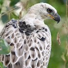 Crowned Eagle