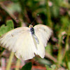 Great Southern White Butterfly