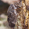 Cactus dodger Cicada