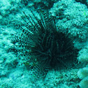 Banded urchin
