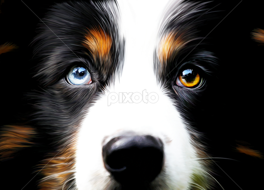 2 eye colors | Animals | Digital Art | Pixoto