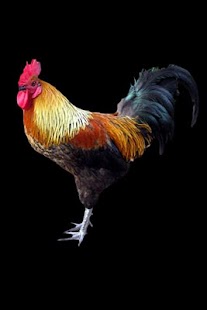 How to mod Rooster 1.2 apk for bluestacks