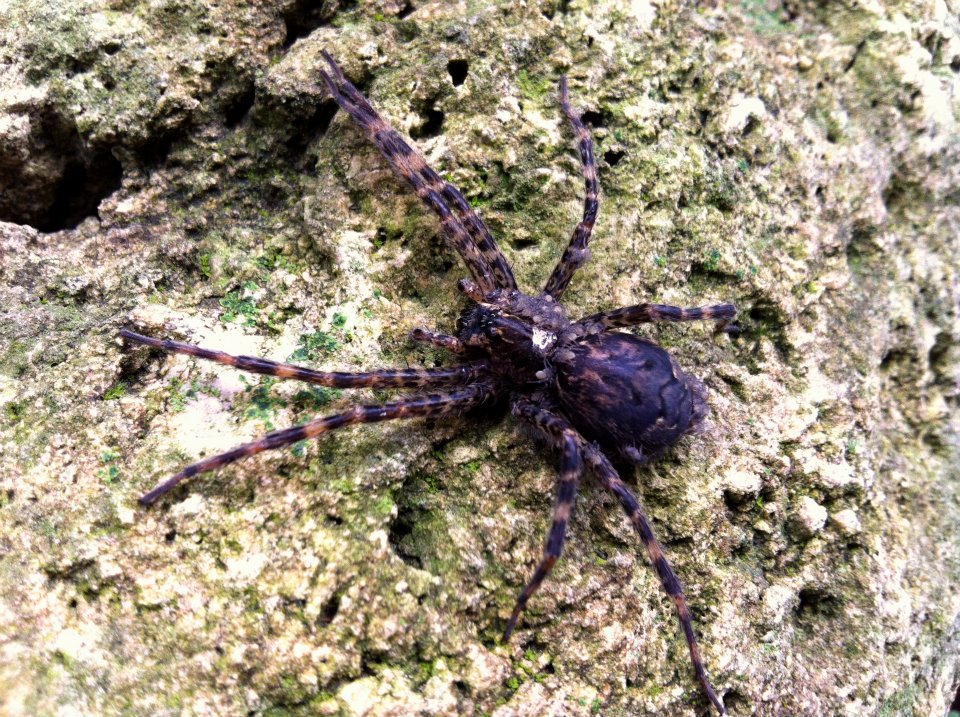 Dock or Fishing Spider