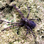 Dock or Fishing Spider