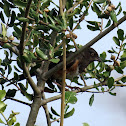 Eastern towhee