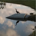 Anhinga