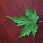 Maple leaf