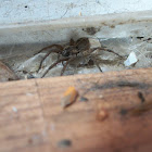 Carolina Wolf Spider with Egg Sac