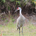 Florida Sandhill Crane