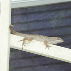 Cuban Brown Anole