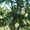 Choroy, Slender-billed Parakeet