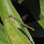 Desert Firetail        female