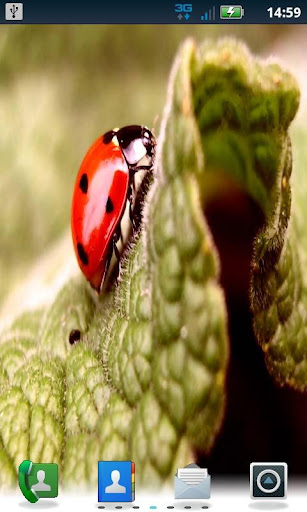 Color Lady Bug LWP Pro