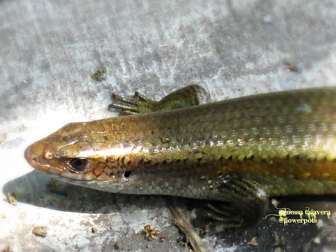 Skink Lizards Philippines