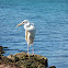 Great Blue Heron - White Morph