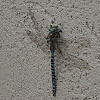 Paddle tailed Darner