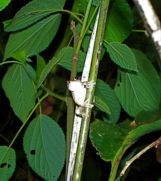 Baudin's Tree Frog | Project Noah