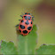 Spotted lady beetle