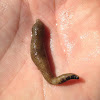 Agassiz's Peanut Worm or Pacific Peanut Worm