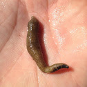 Agassiz's Peanut Worm or Pacific Peanut Worm
