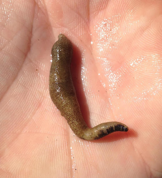 Agassiz's Peanut Worm or Pacific Peanut Worm Project Noah