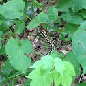 Common garter snake eating an American toad