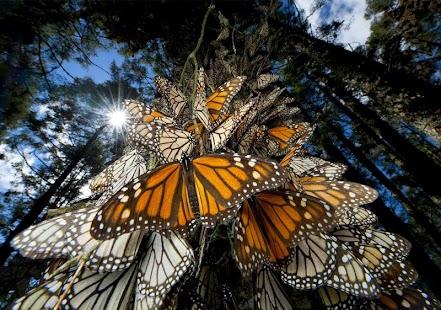 How to install Butterflief Wallpaper 1.0 unlimited apk for android