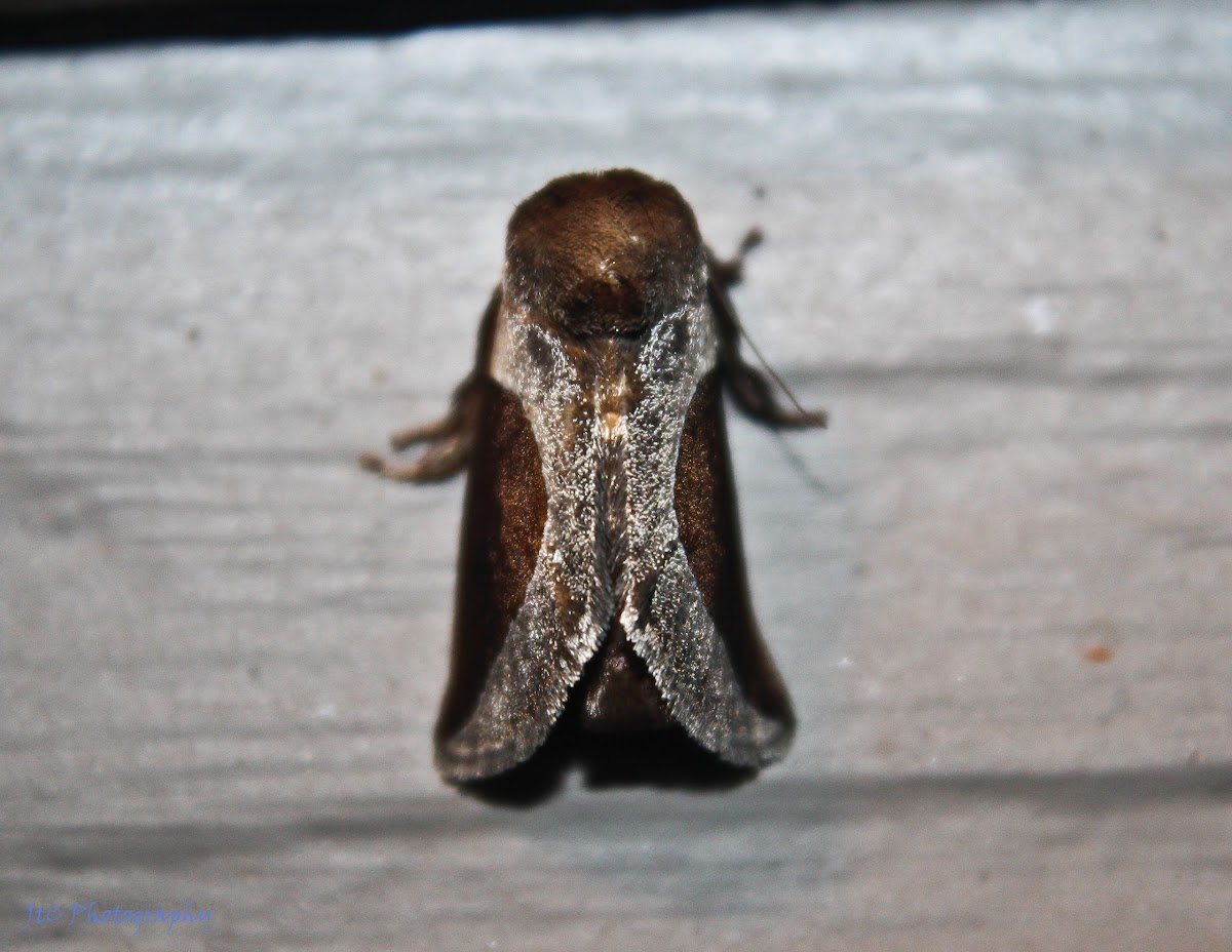 Skiff Moth Project Noah