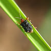 Leaf miner (leaf beetle)