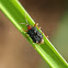 Leaf miner (leaf beetle)