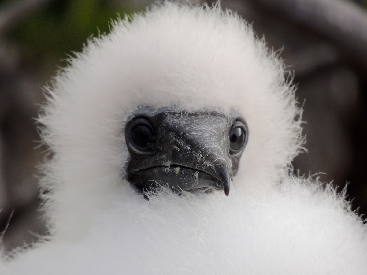 Red-footed booby (chick)