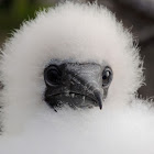 Red-footed booby (chick)